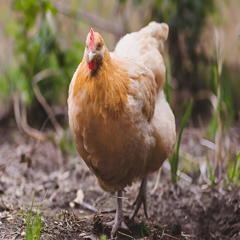 Buff Orpington