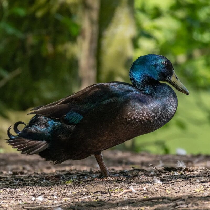 Cayuga Ducks