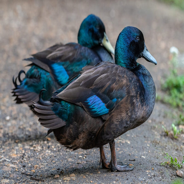 Cayuga Ducks