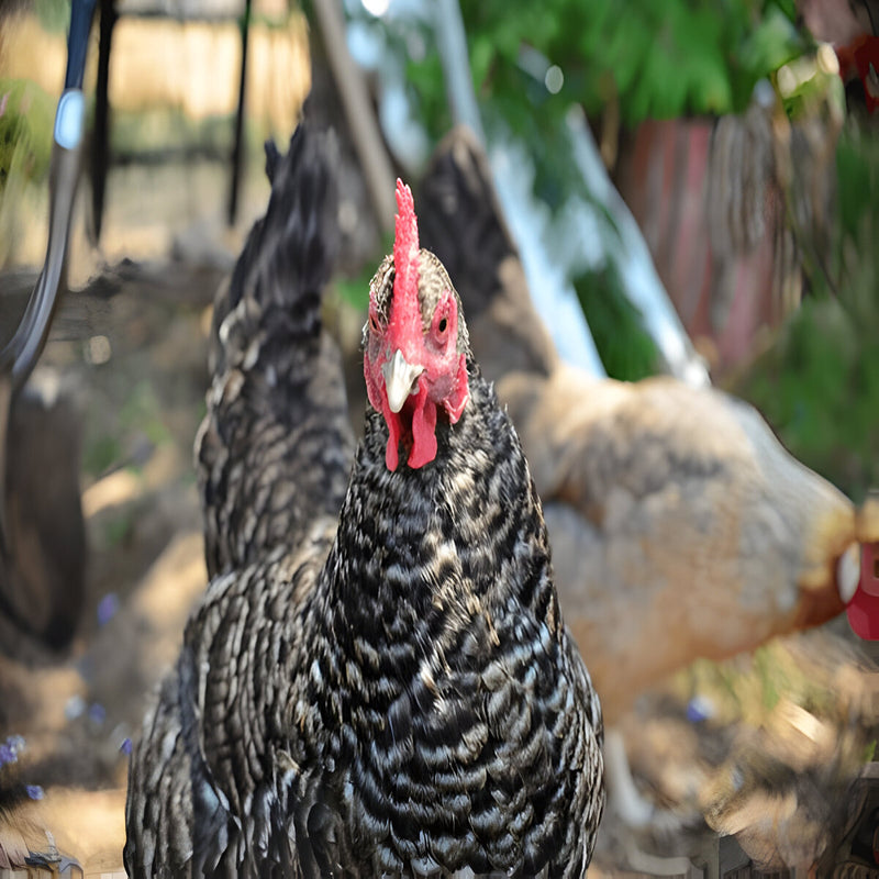 Cuckoo Marans