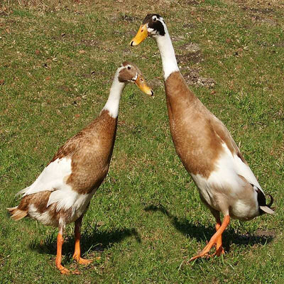 Fawn and White Runner Ducks