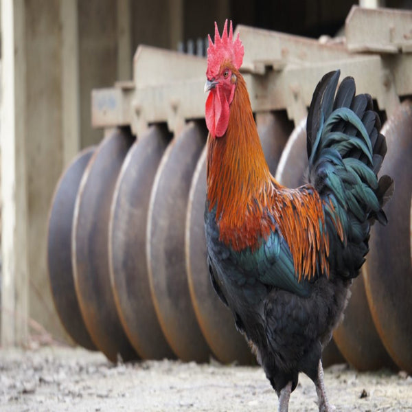 French Black Copper Marans