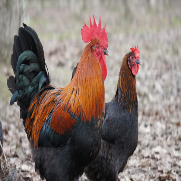 French Black Copper Marans