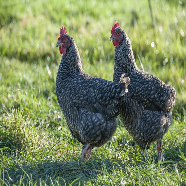 French Cuckoo Marans