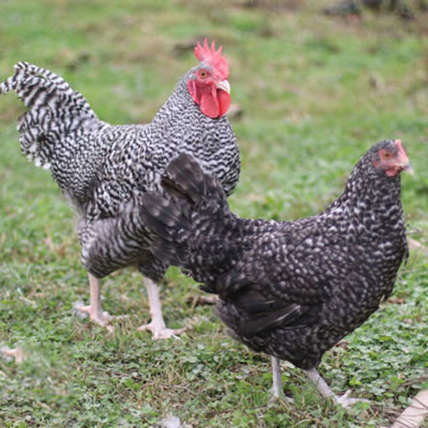 French Cuckoo Marans