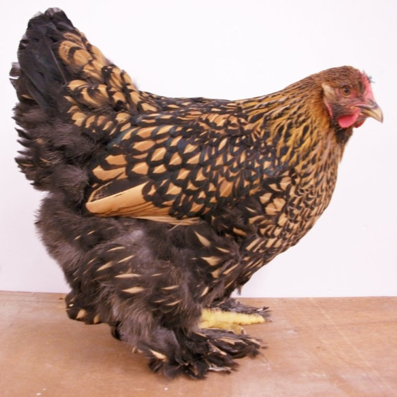 Golden Laced Cochin Standard Chicken