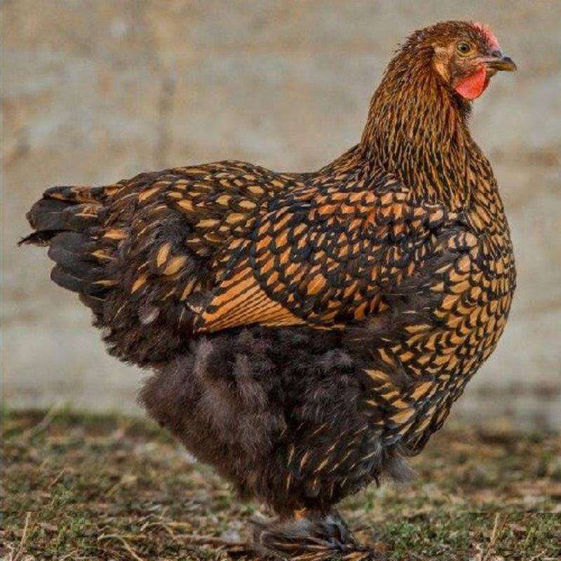 Golden Laced Cochin Standard Chicken