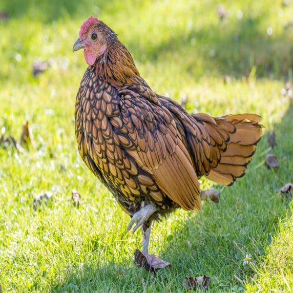 Golden Sebright Bantam