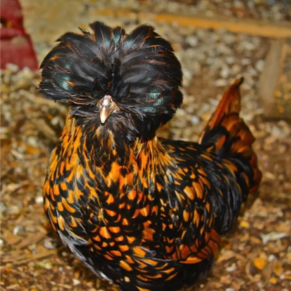 Golden Laced Polish featuring a slender build, weighing 4.5-6 lbs, prized for its fair egg-laying abilities and suitability for backyard flocks due to its hardiness.