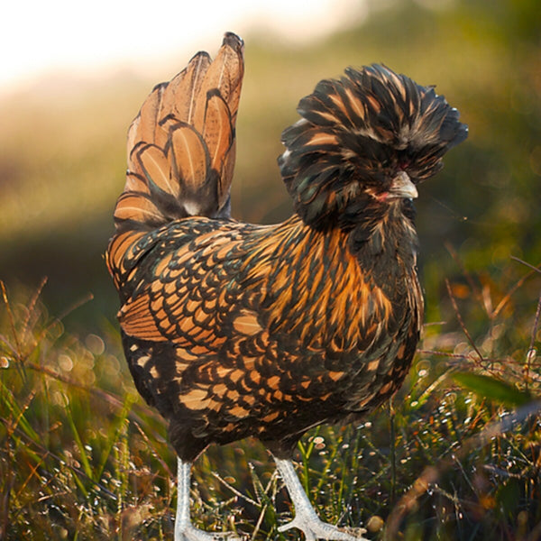 Golden Laced Polish featuring a slender build, weighing 4-6 lbs, prized for its fair egg-laying abilities and suitability for backyard flocks due to its hardiness.