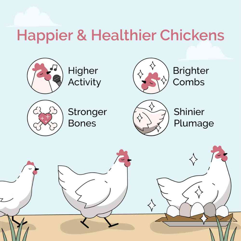 Starter Organic Chicken Feed