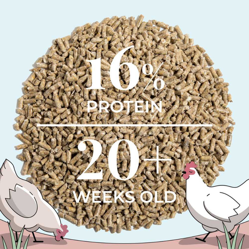 Layer Organic Chicken Feed