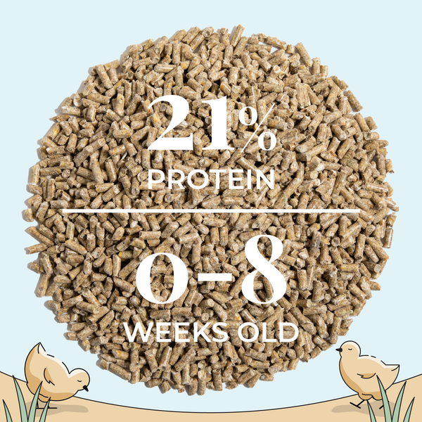 Starter Bundle | 8 Weeks of Organic Feed & Grit for 6 Chicks