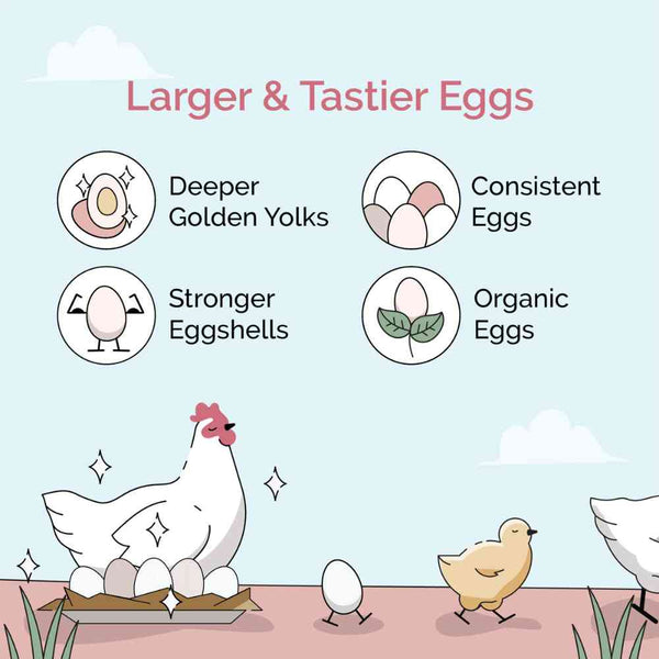 Layer Organic Chicken Feed