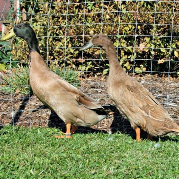 Khaki Campbell Ducks