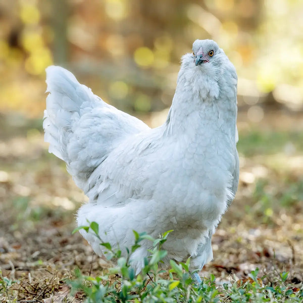 Lavender Ameraucana