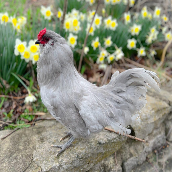 Lavender Ameraucana