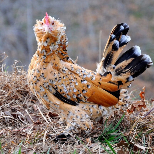 Mille Fleur d’Uccles Bantam