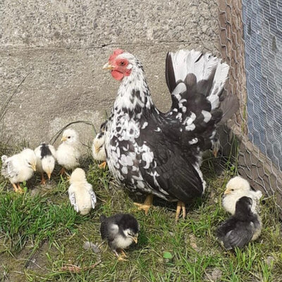 Mottled Japanese Bantam