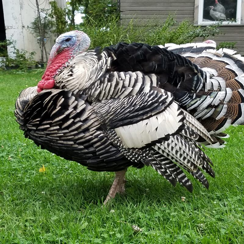 Narragansett Turkey