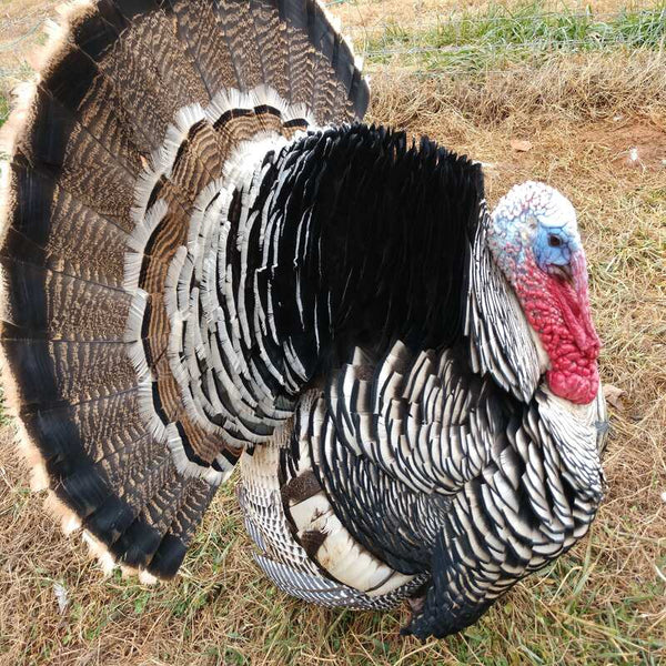 Narragansett Turkey