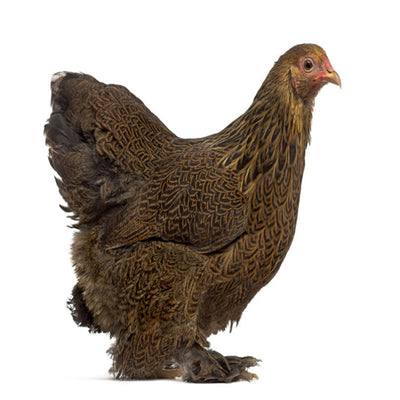 Partridge Cochin Bantam