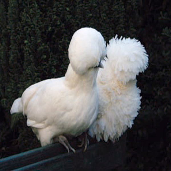 White Polish Chicken