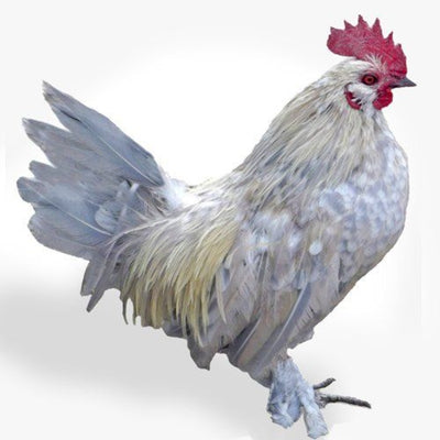 Porcelain d’Uccles Bantam