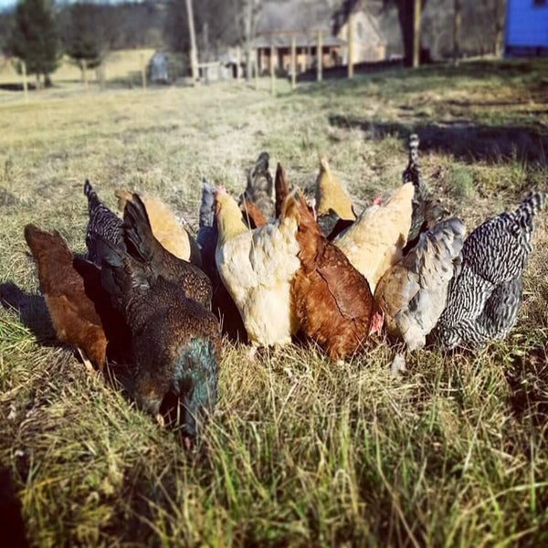 Rainbow Assorted Females