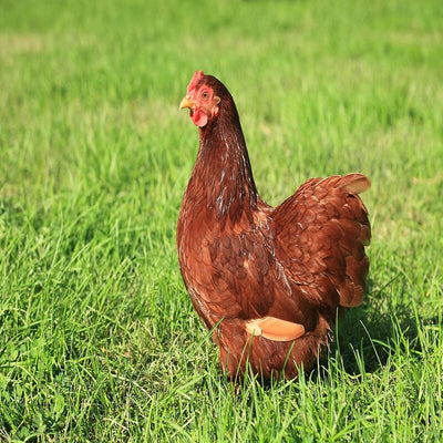 Red Cochin Bantam