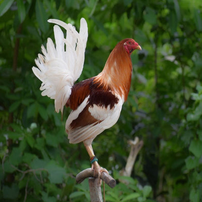 Red Pyle Old English Game Bantam