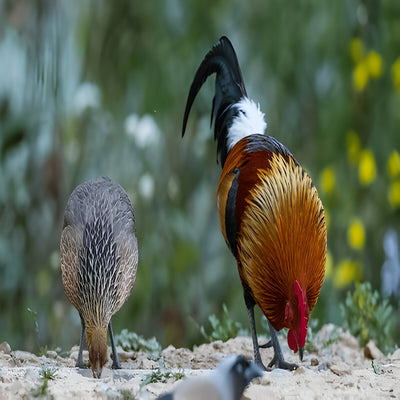 Red Jungle Fowl