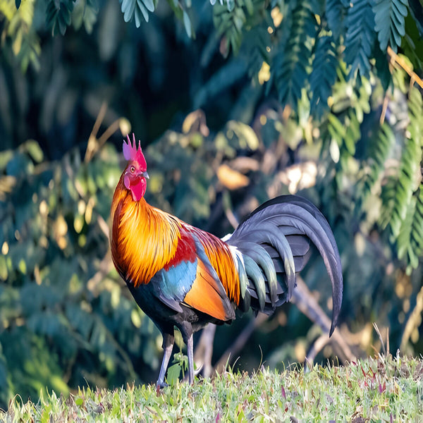 Red Jungle Fowl