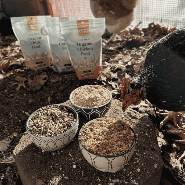 Layer Organic Chicken Feed