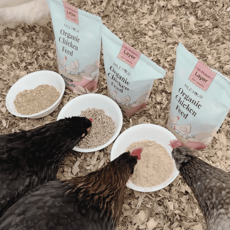 Layer Organic Chicken Feed