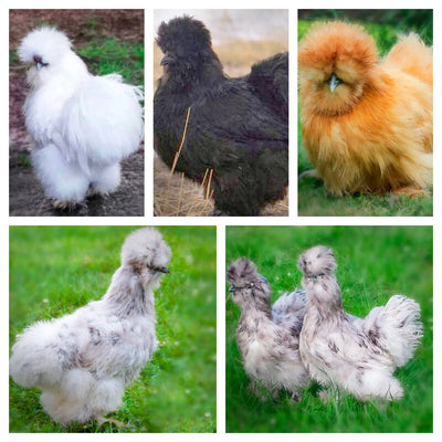 Silkie Bantam Special