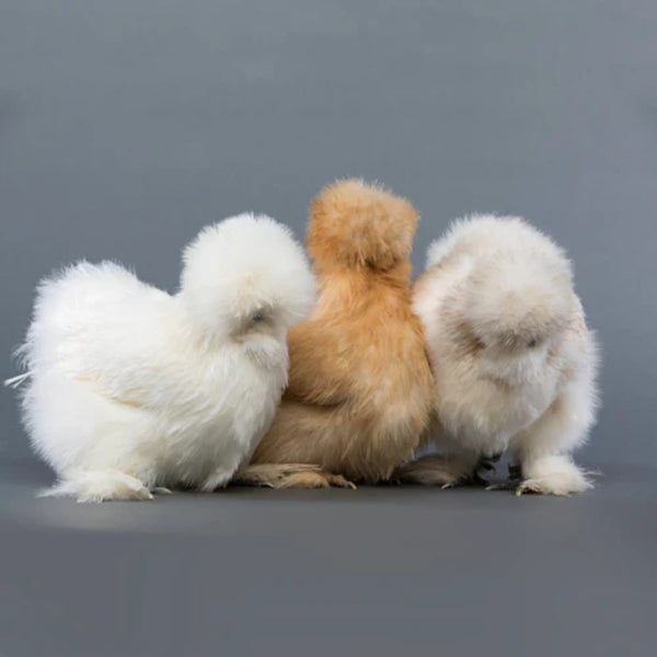 Silkie Bantam Special