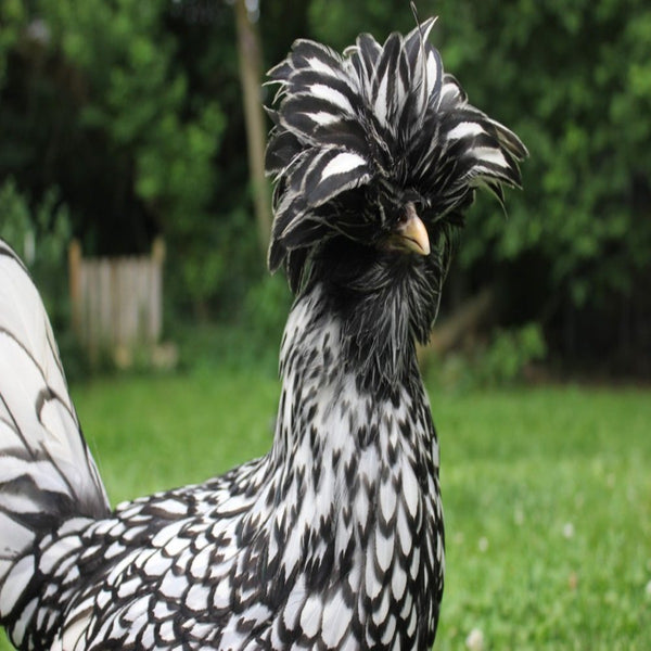 Silver Laced Polish Chicken