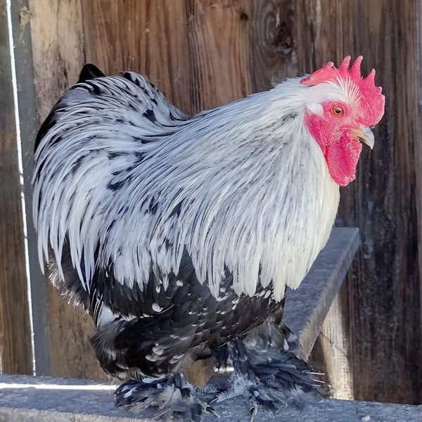 Silver Penciled Cochin Bantam