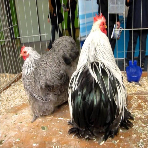 Silver Penciled Cochin Bantam