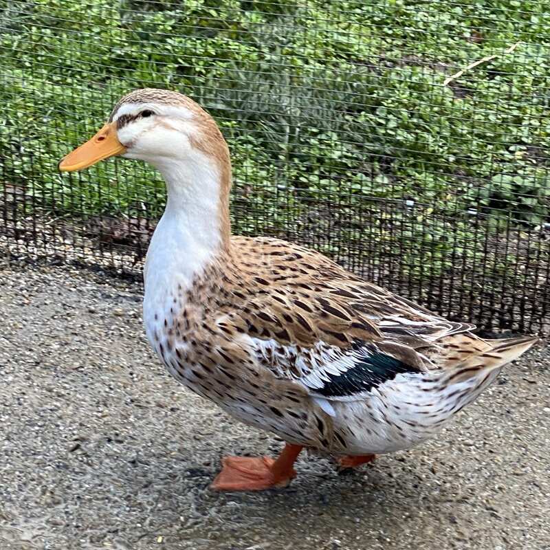 Silver Appleyard Ducks