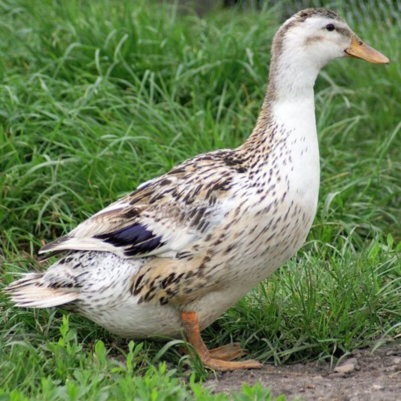 Silver Appleyard Ducks