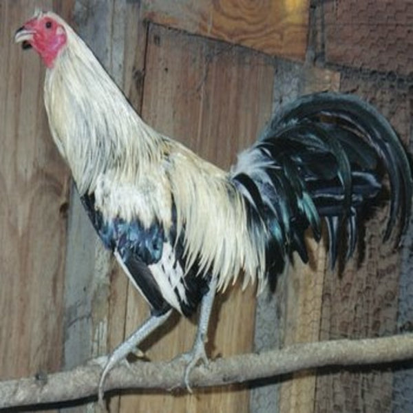 Silver Duckwing Jungle Fowl Standard Old English