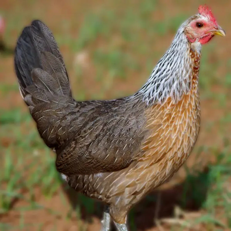 Silver Duckwing Jungle Fowl Standard Old English