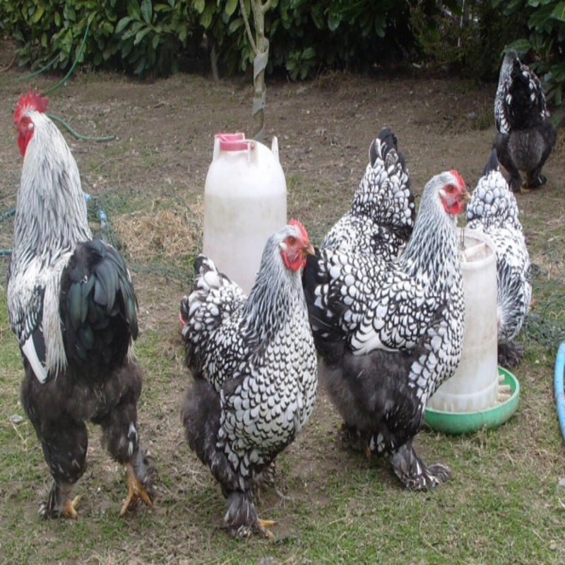 Silver Laced Cochin Standard Chicken