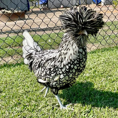 Silver Laced Polish Chicken