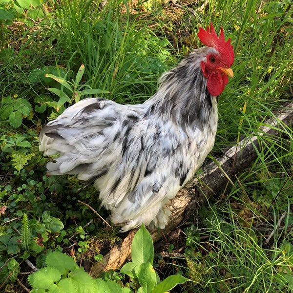  Splash Cochin Bantam featuring a compact build, weighing 26 oz for hens and 30 oz for roosters, prized for its fair egg-laying abilities, high broodiness, and suitability for backyard flocks due to its gentle nature. 