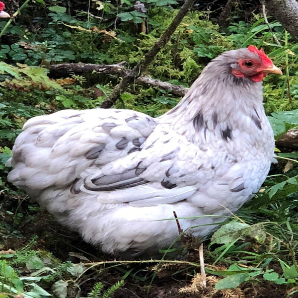  Splash Cochin Bantam with a unique white and black splash pattern, known for its extremely calm temperament and suitability as a pet or show bird due to its small size and low maintenance requirements.