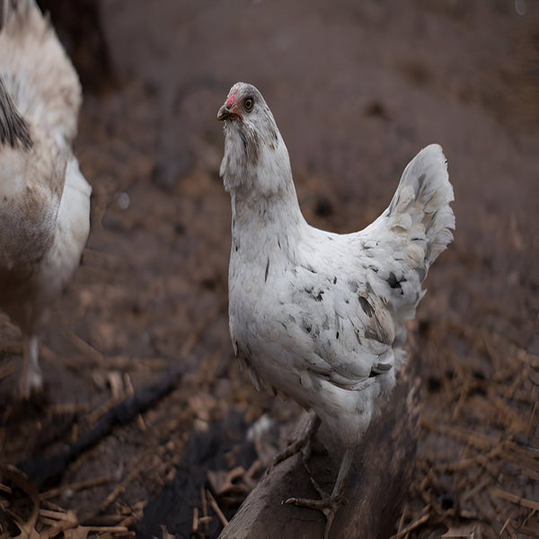 Splash Ameraucana