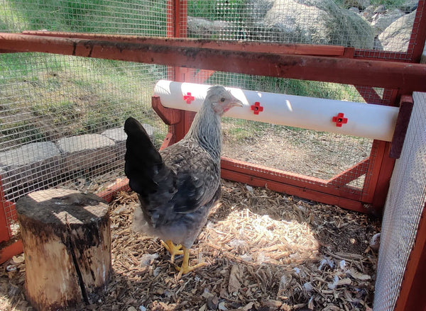 Chicken Waterer